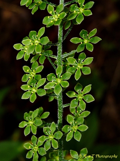 {Melanthium parviflorum}